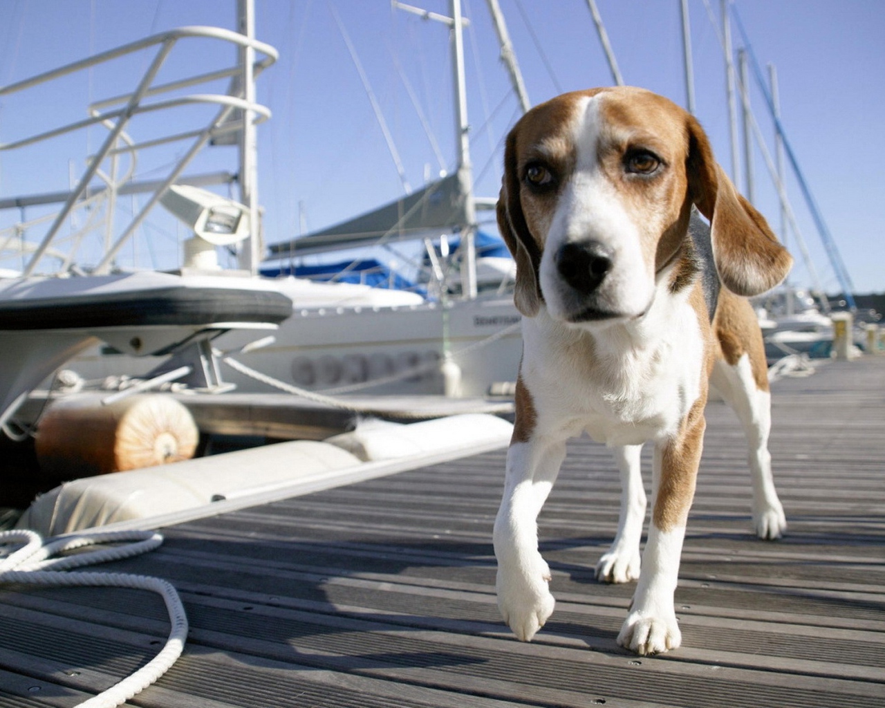 Собака на морском причале