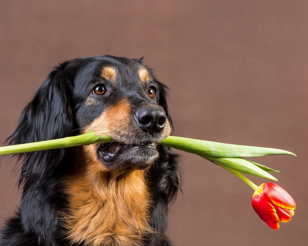 Собака с тюльпаном в зубах