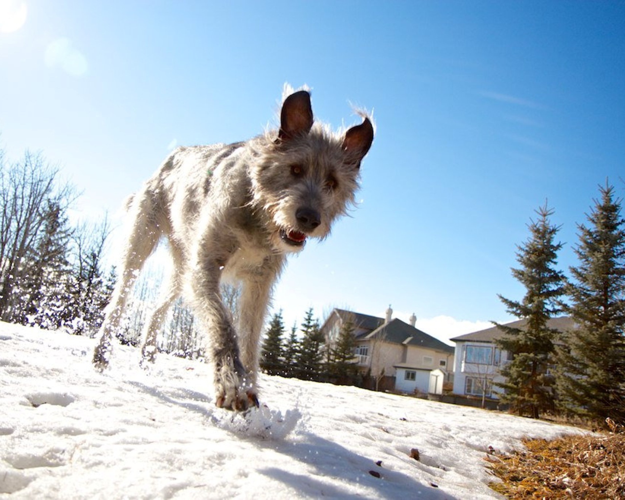 Верный друг ирландский волкодав
