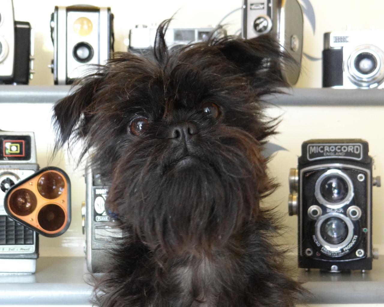 Красивый аффенпинчер