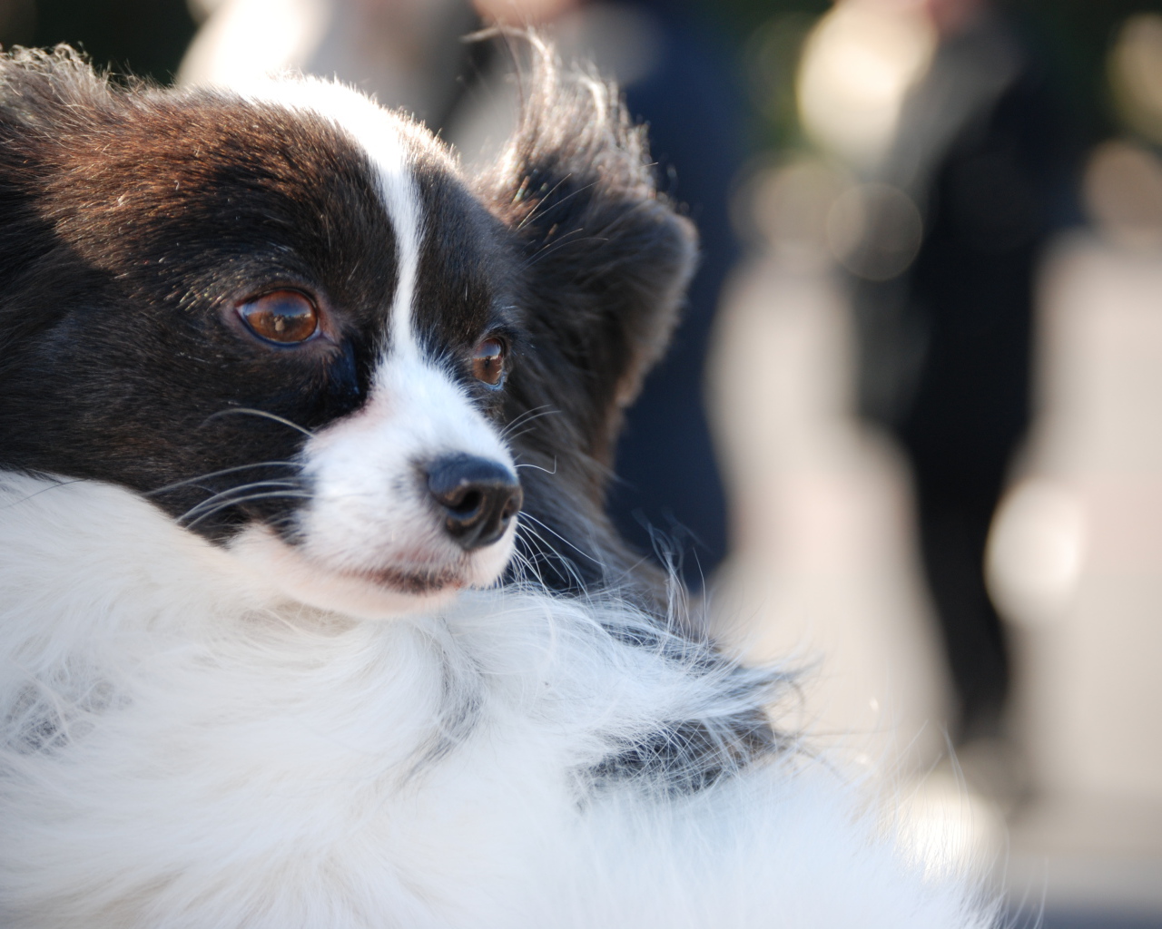 Немного грустный папильон