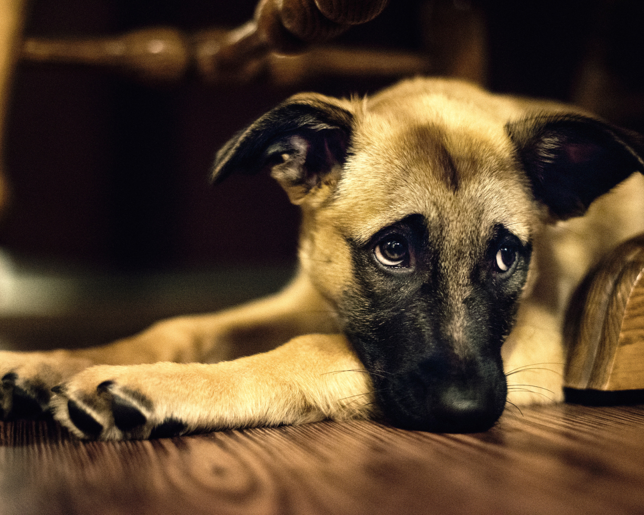 Одинокая собака