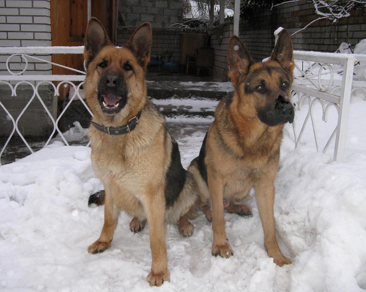 A pair of German Shepherds for Protection