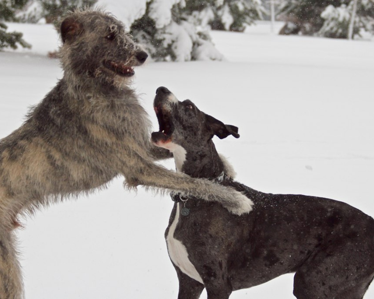 Пара ирландских волкодавов