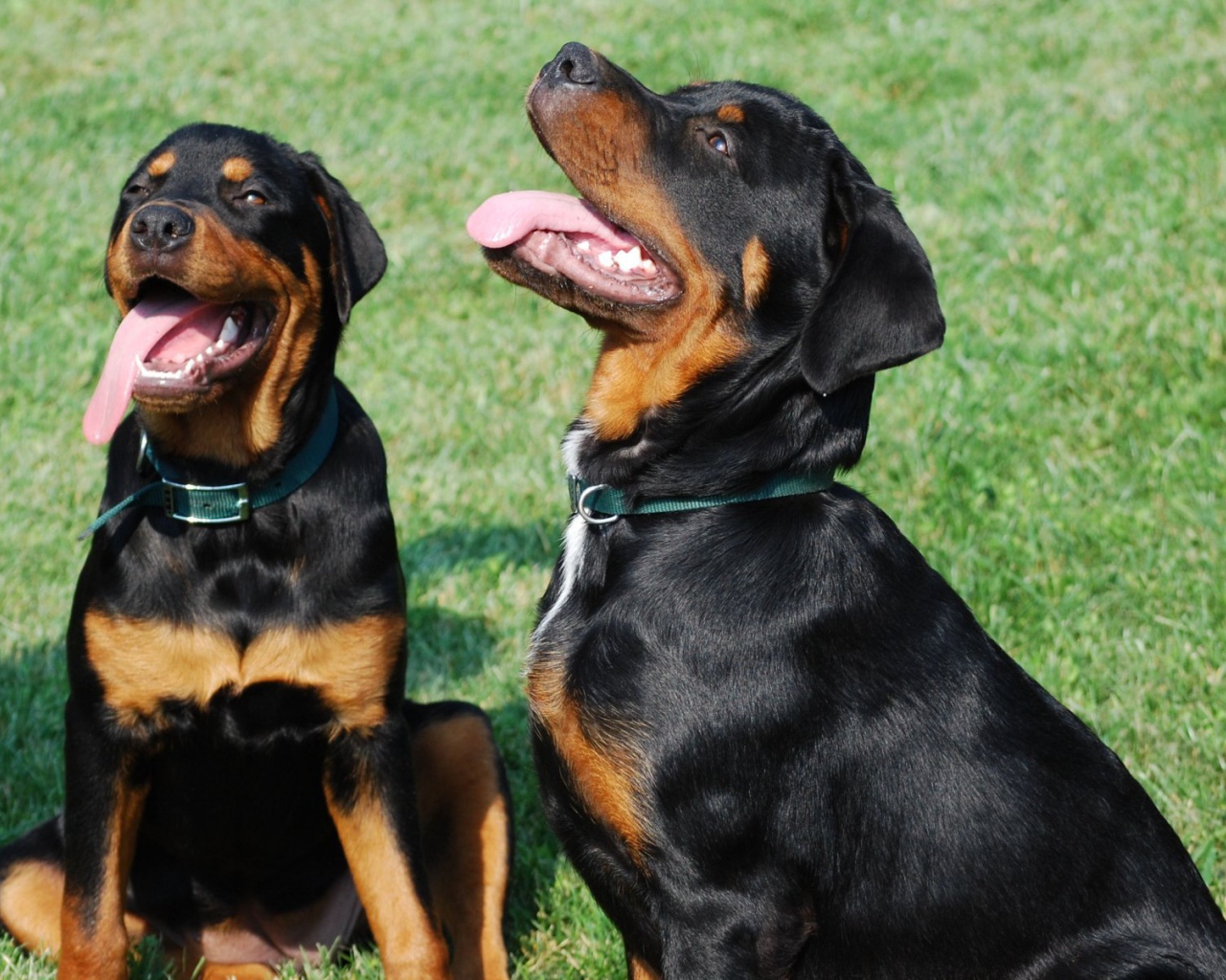 Пара ротвейлеров со счастливыми мордами