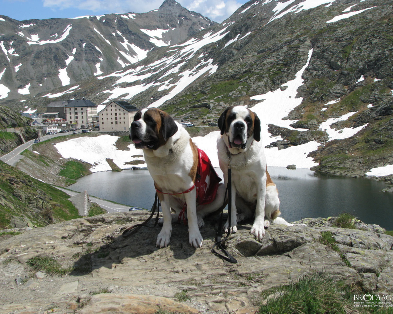 Пара сенбернаров в Швейцарии