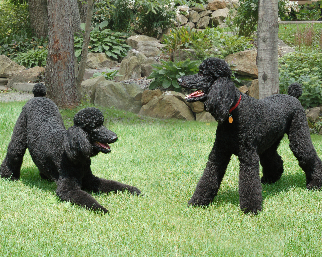 Пара черных пуделей