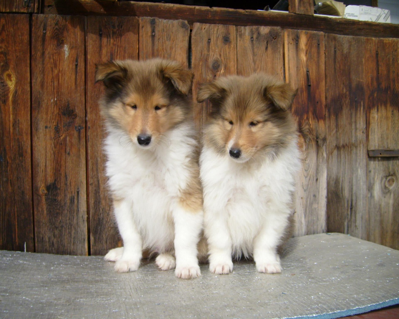 Пара милых щенков колли