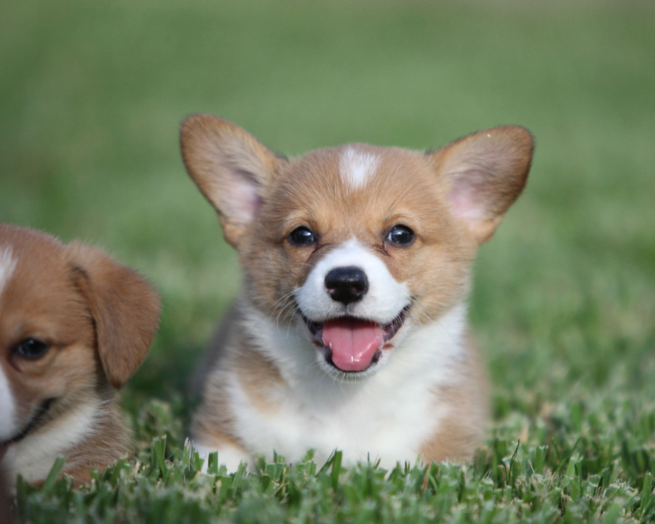 Пара милых щенков вельш-корги