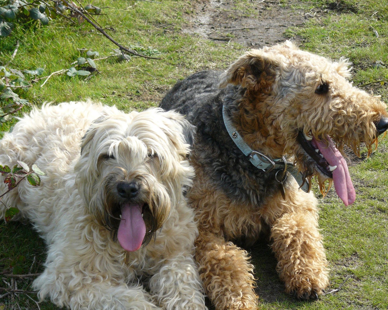 Пара собак эрдельтерьеров