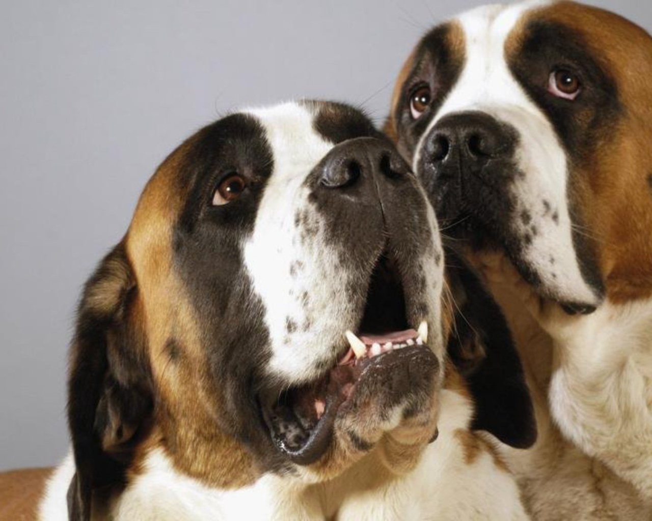 Пара собак сенбернаров