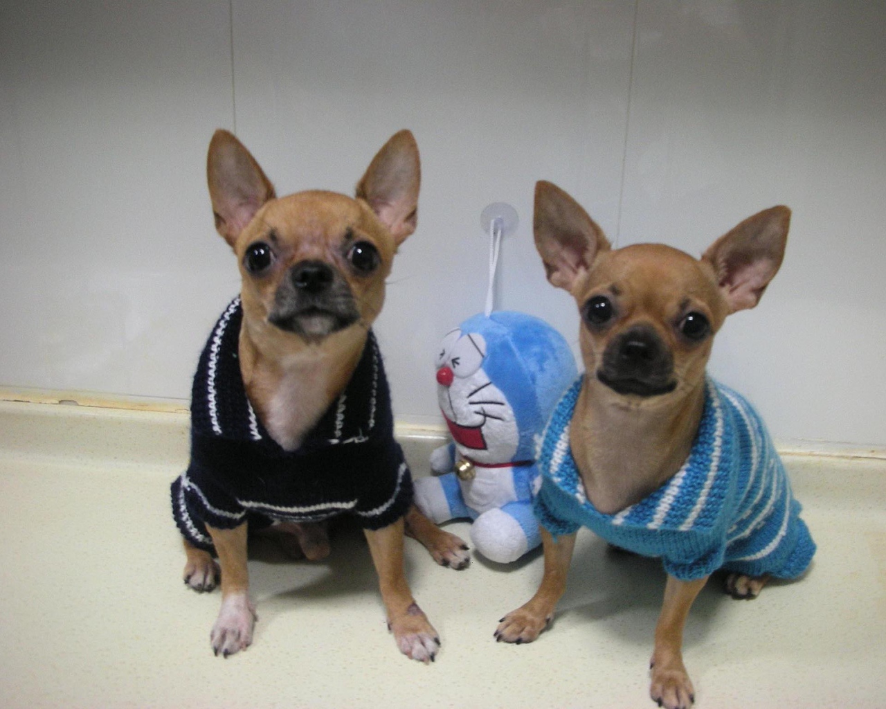 Пара собак чихуахуа