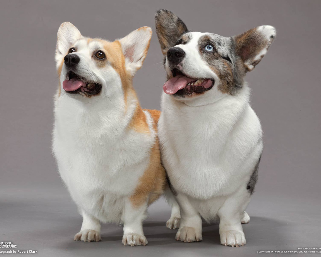 Пара собак вельш-корги