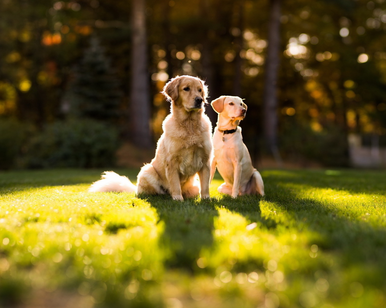 Пара золотых ретриверов