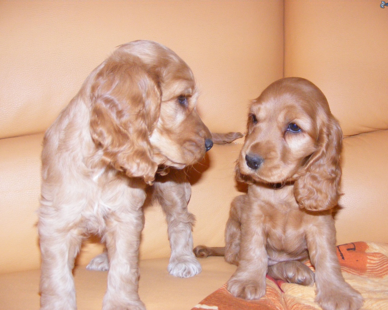 Пара щенков английского кокер спаниеля
