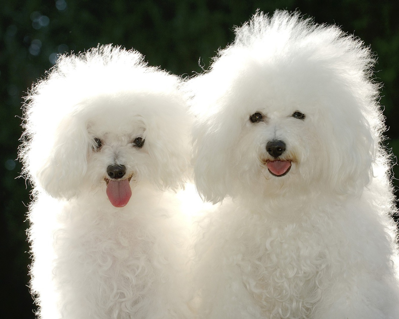 Пара белых пуделей