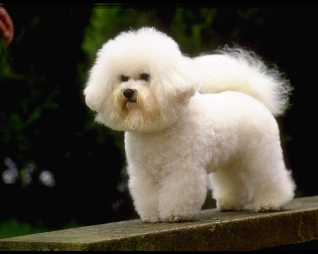 Маленькая французская болонка