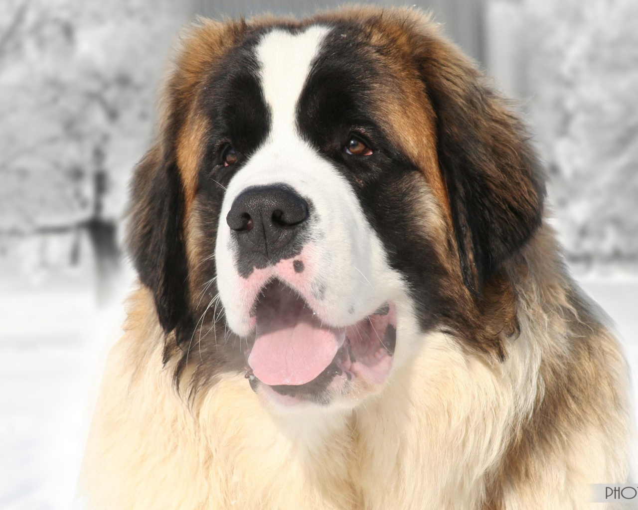 Улыбающийся сенбернар