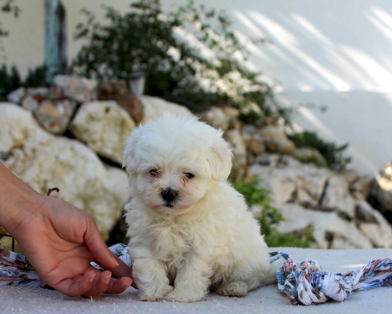 Ласковый щенок болонки