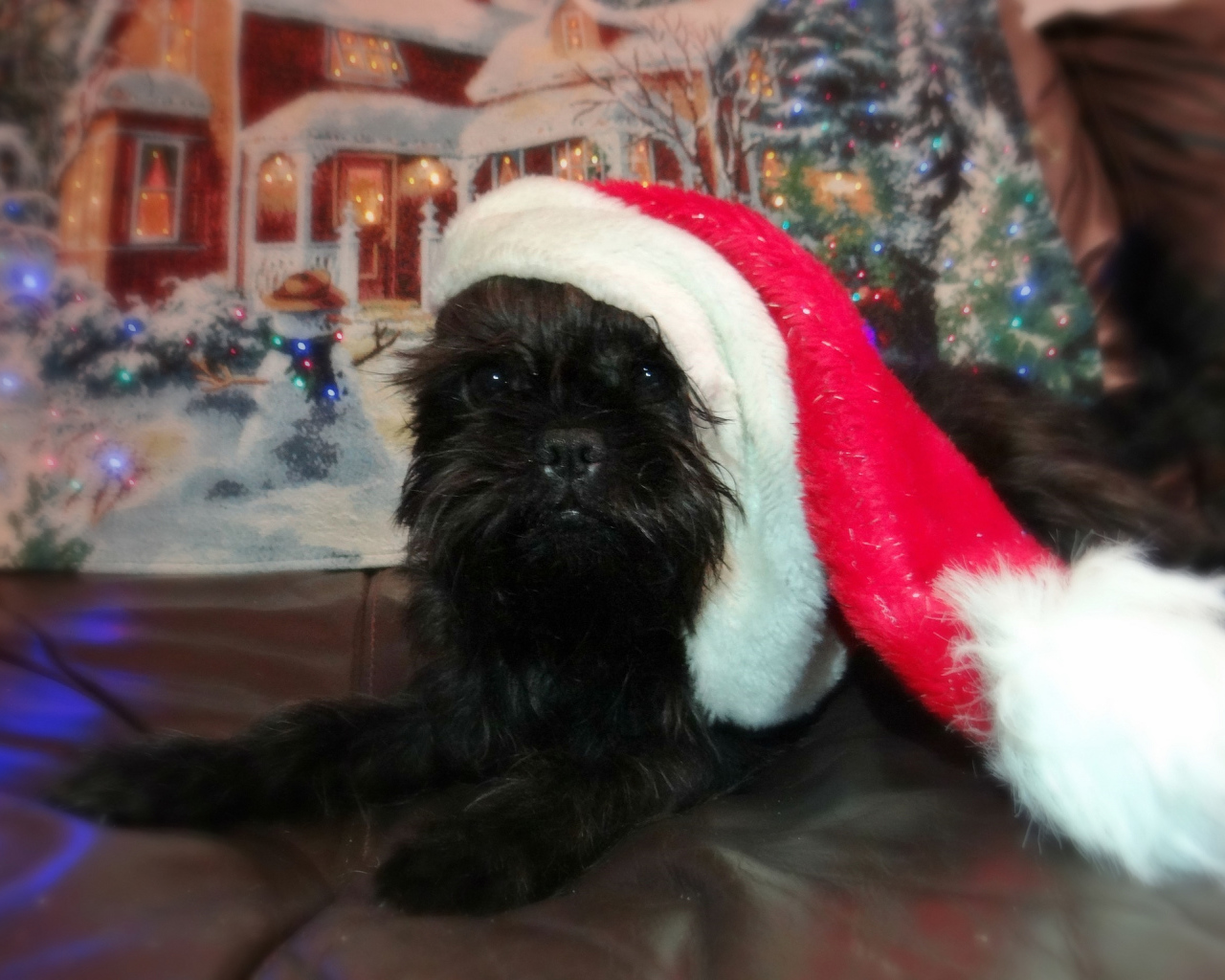 Новогодний наряд аффенпинчера
