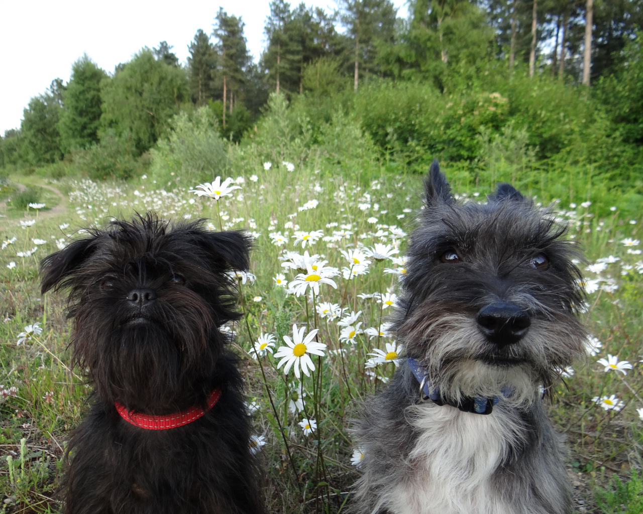 Аффенпинчеры среди ромашек
