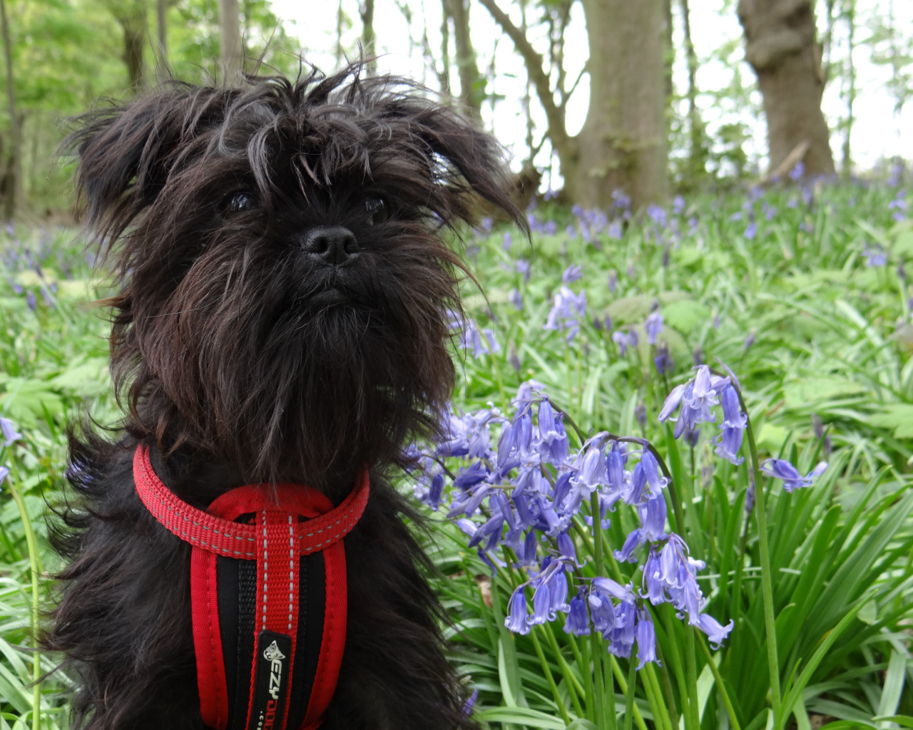 Аффенпинчер в цветах