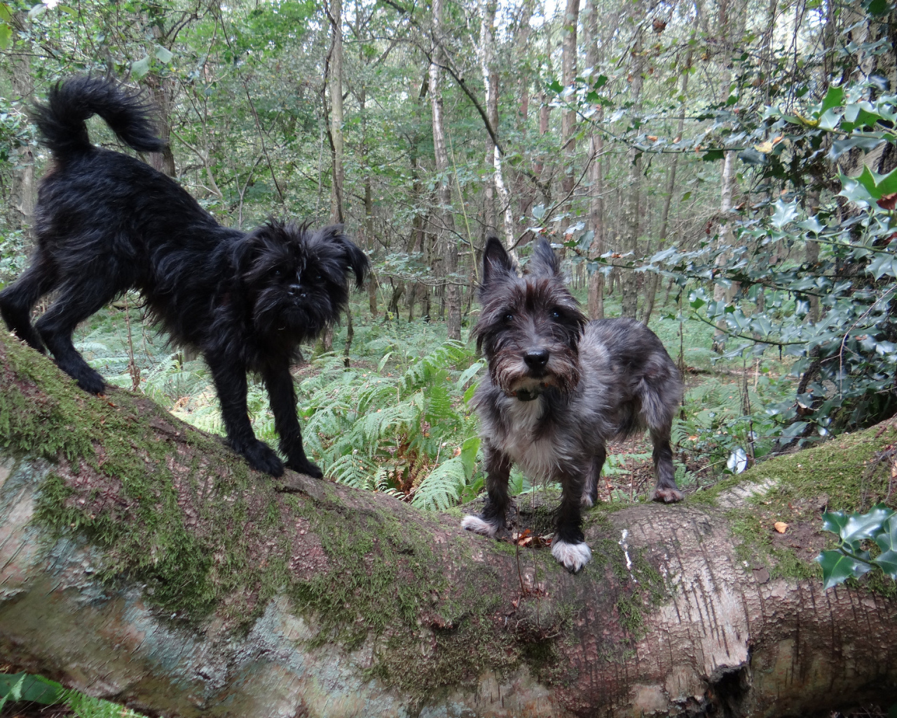 Аффенпинчеры в лесу