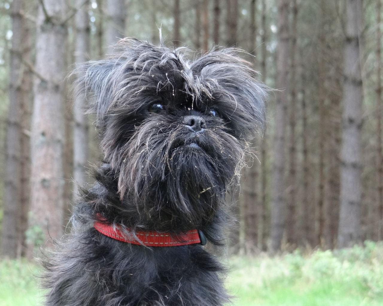 Аффенпинчер на фоне деревьев