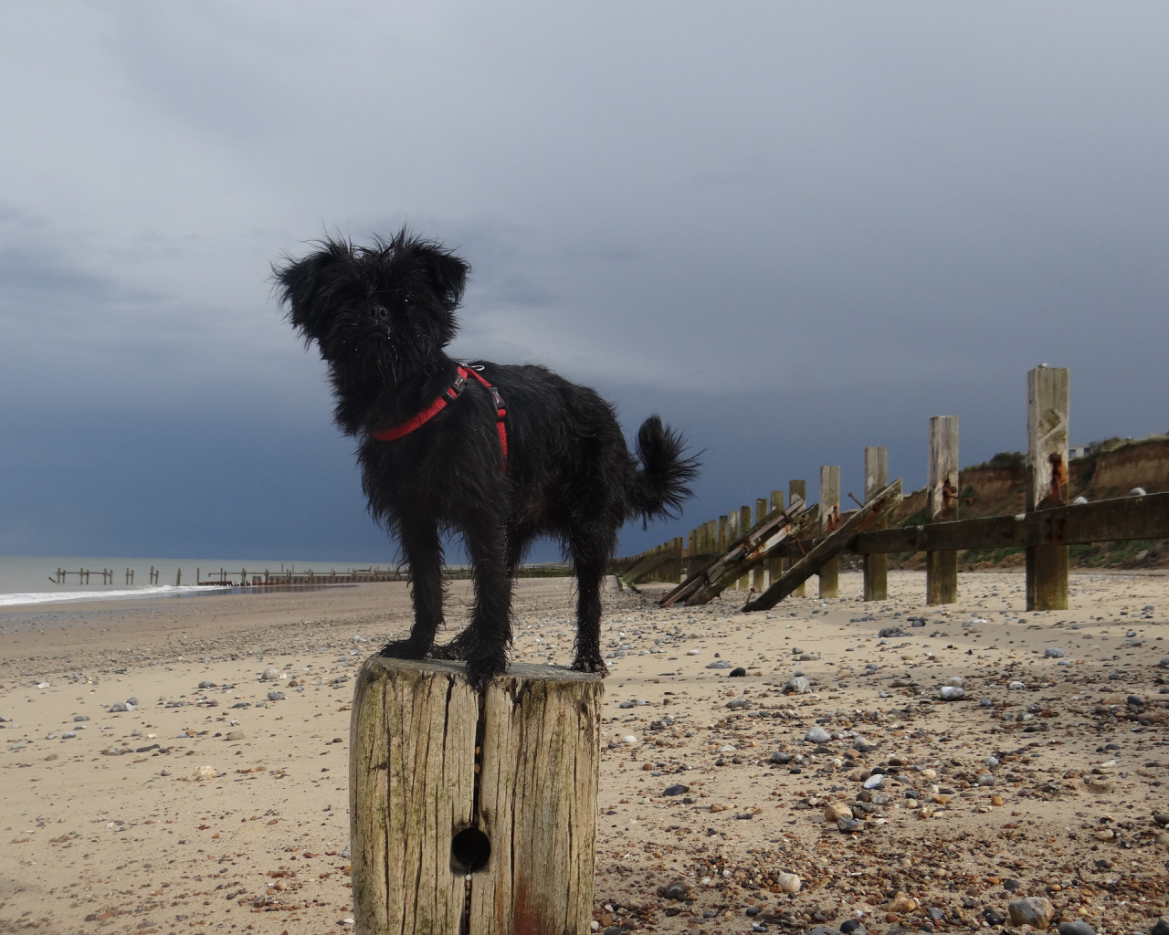 Аффенпинчер на пляже