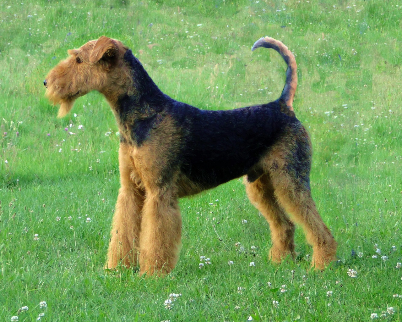 Эрдельтерьер на лугу