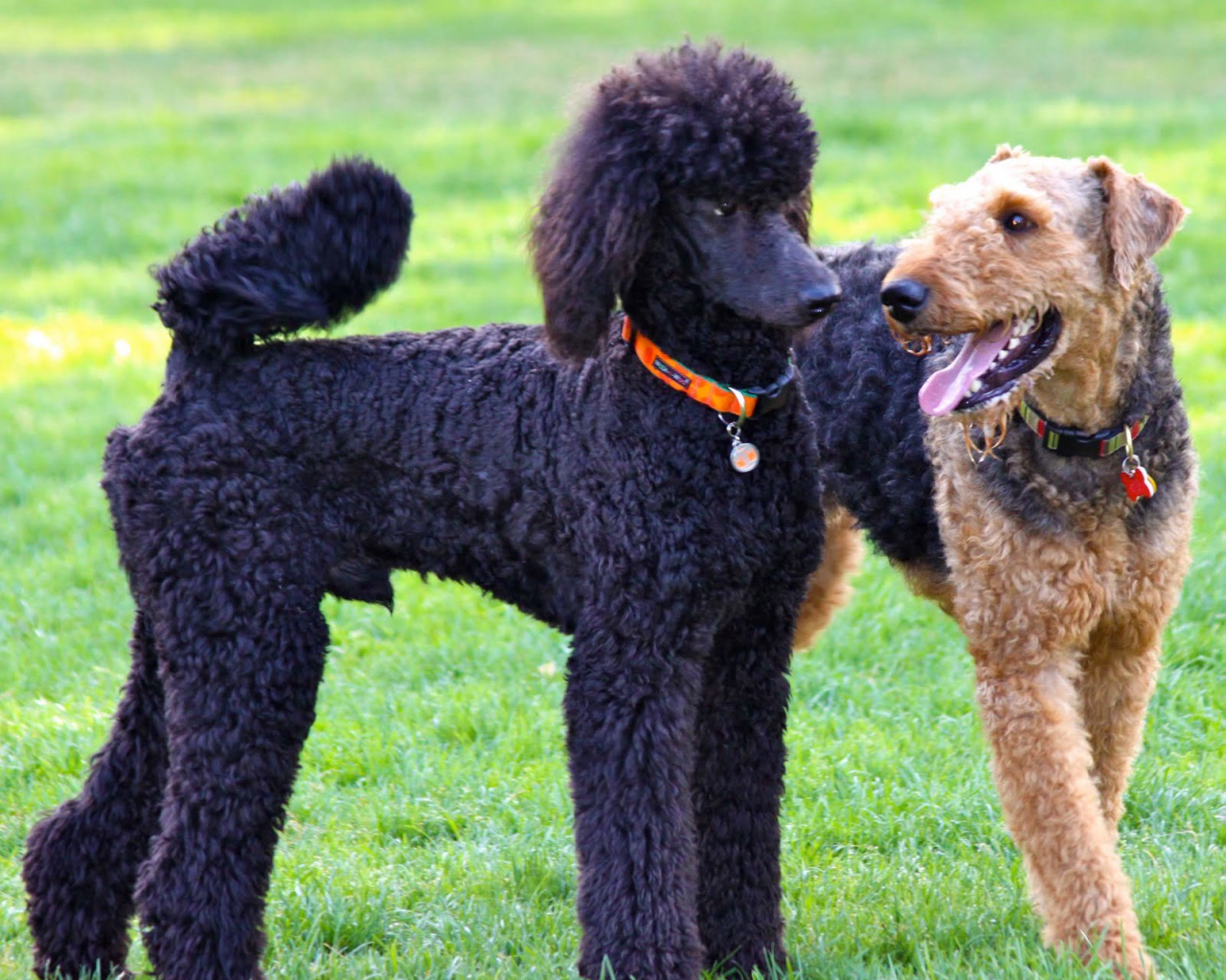 Эрдельтерьер и пудель