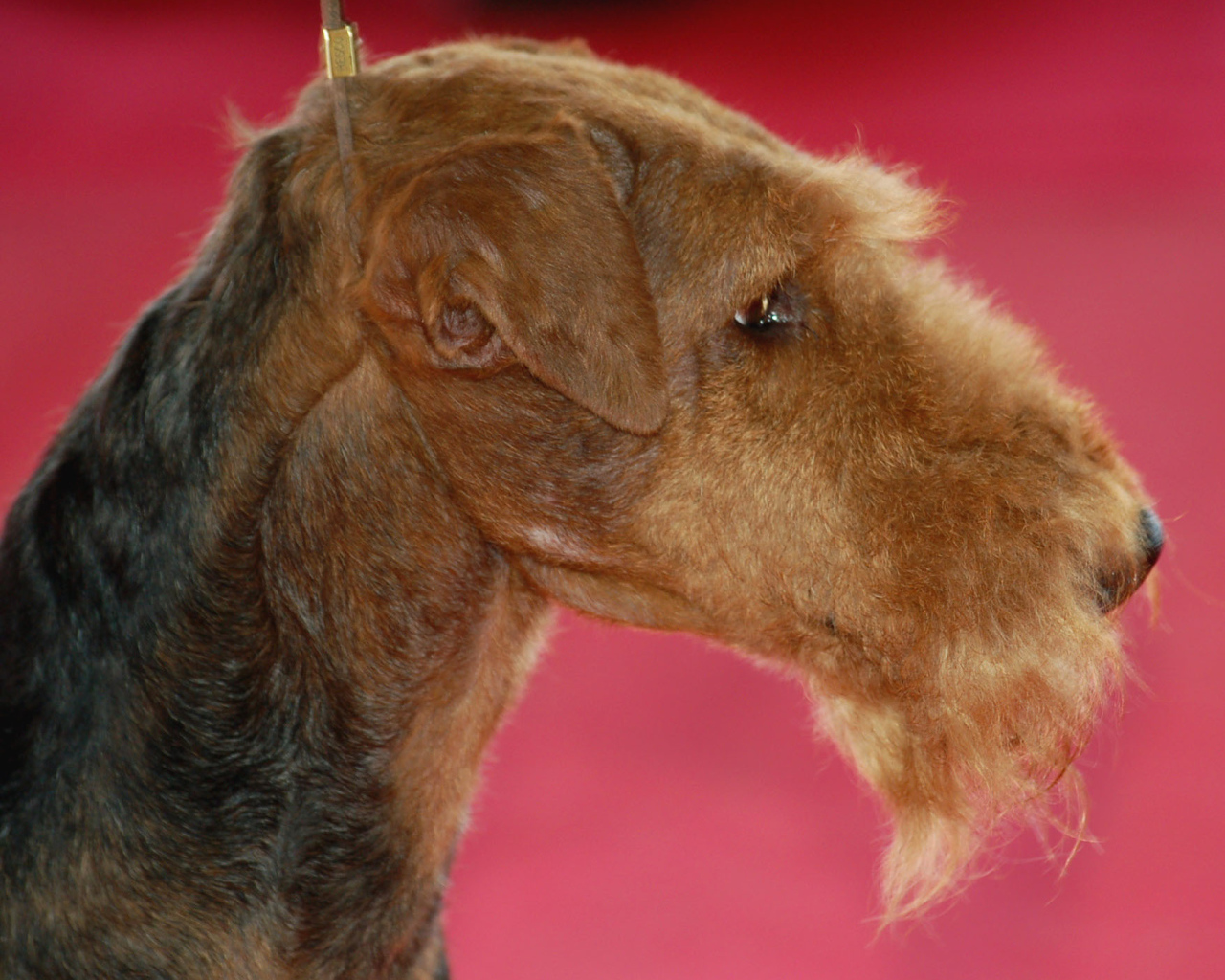 Эрдельтерьер на розовом фоне