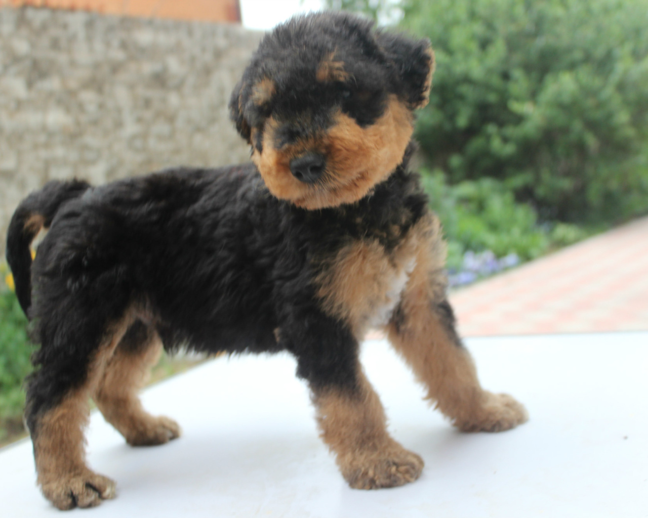 Щенок эрдельтерьера