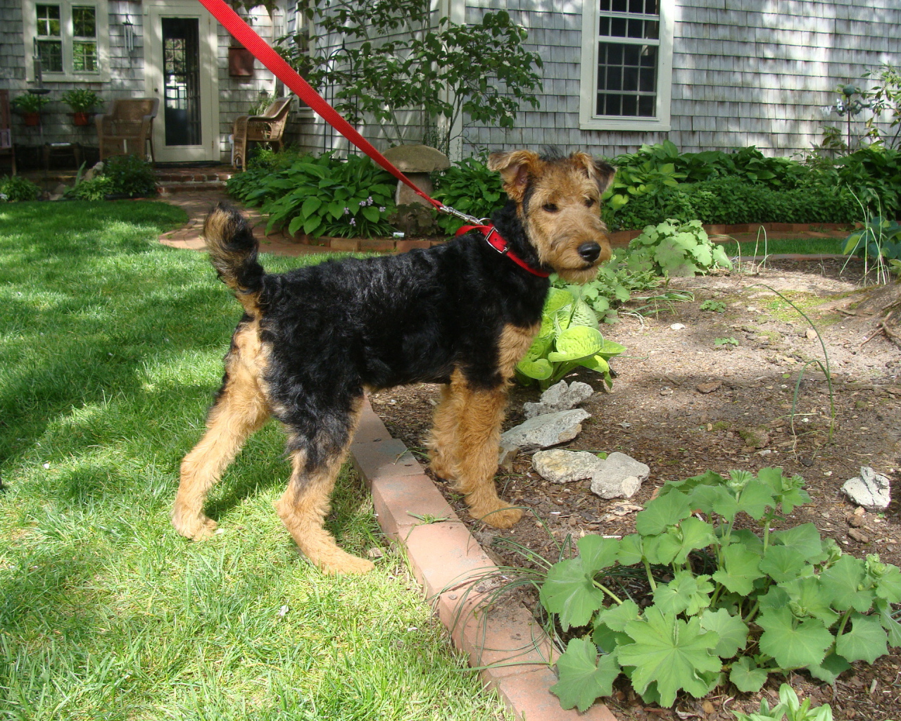 Щенок эрдельтерьера на прогулке