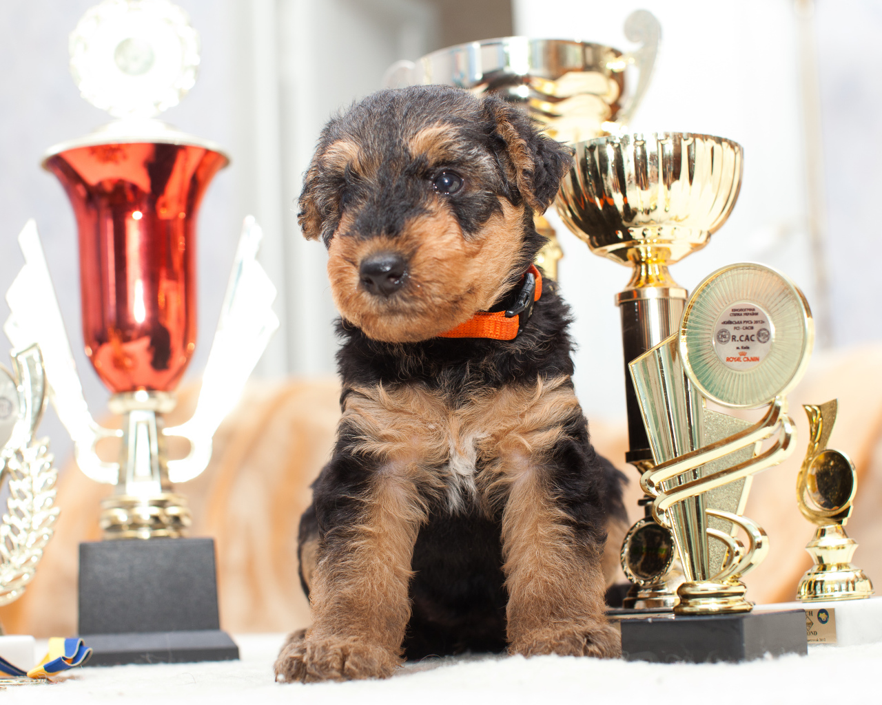 Щенок эрдельтерьера с наградами