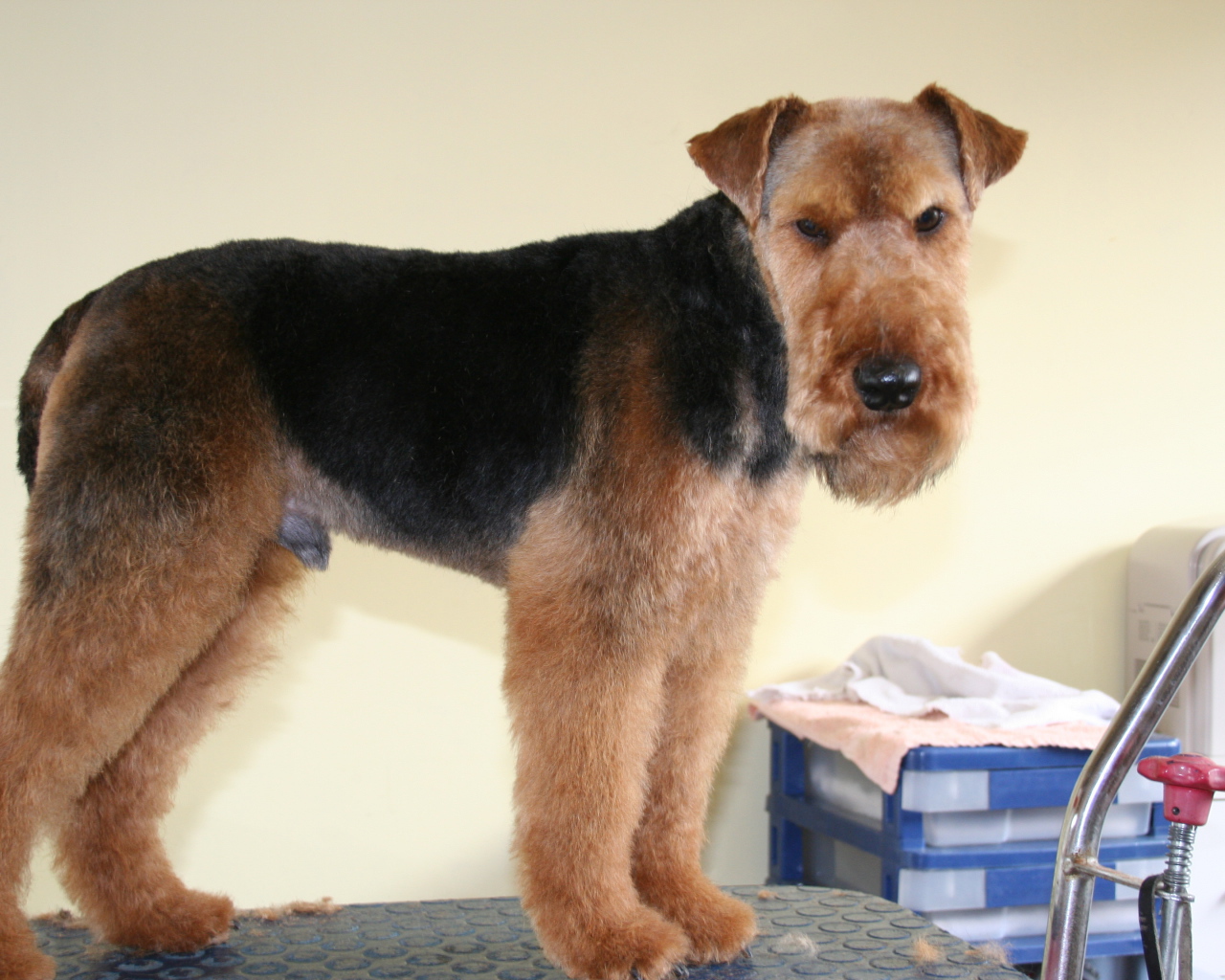 Эрдельтерьер на приеме у ветеринара