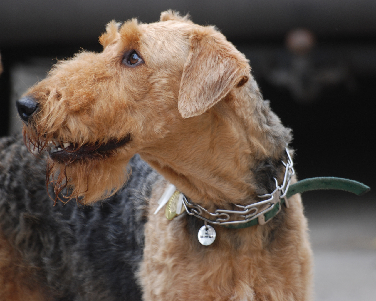 Собака эрдельтерьер на выставке