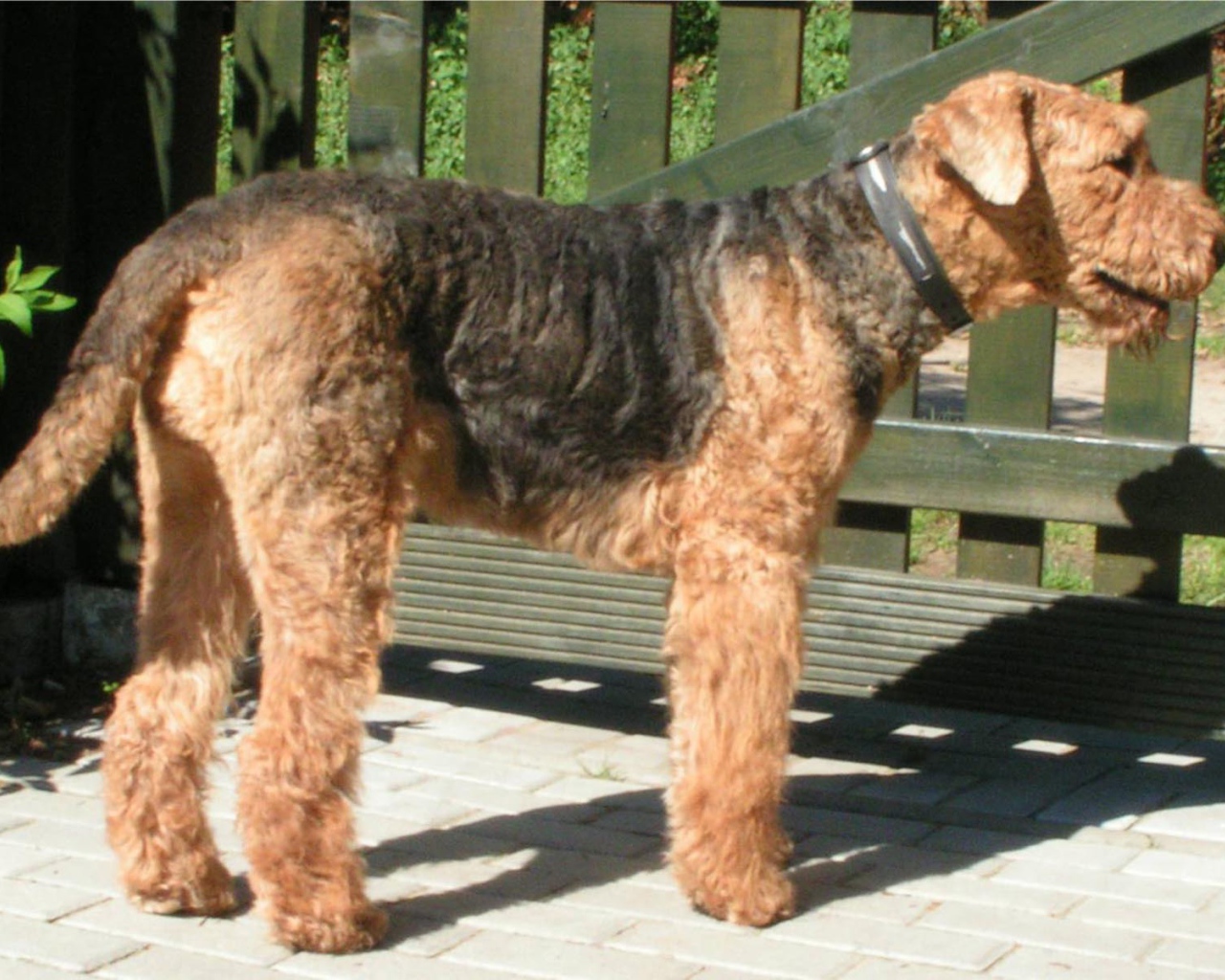 Пес эрдельтерьер охранник