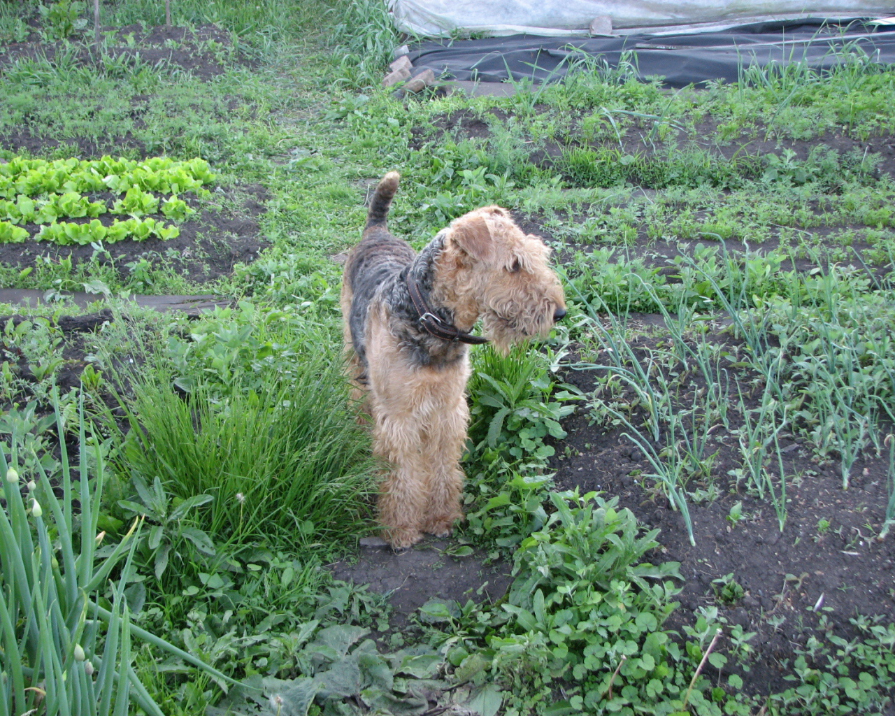 Собака эрдельтерьер в огороде