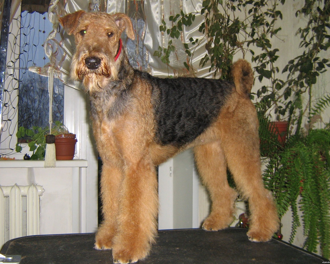 Собака эрдельтерьер на столе