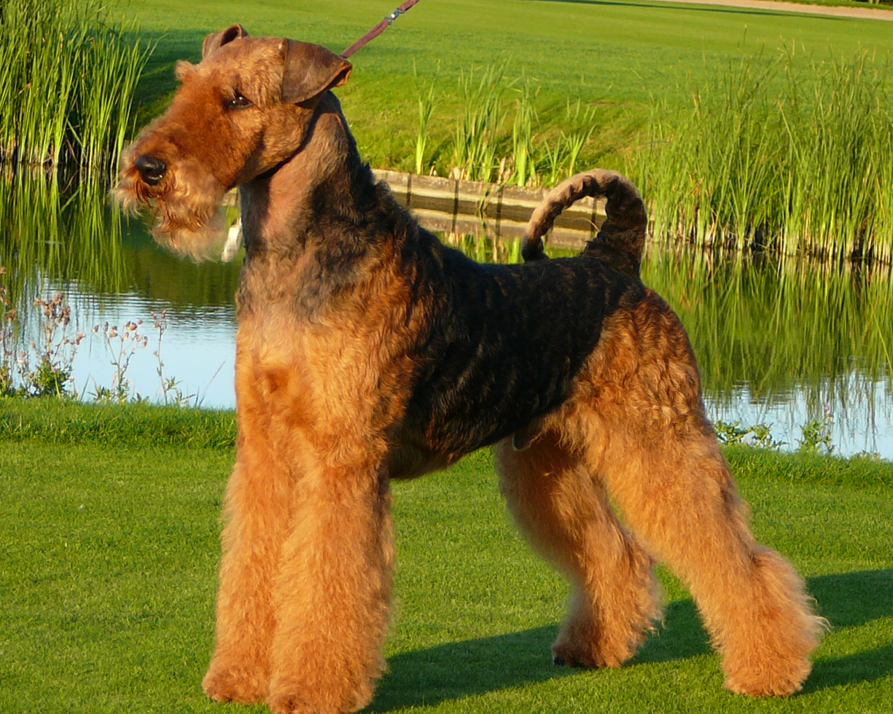 Собака эрдельтерьер у пруда