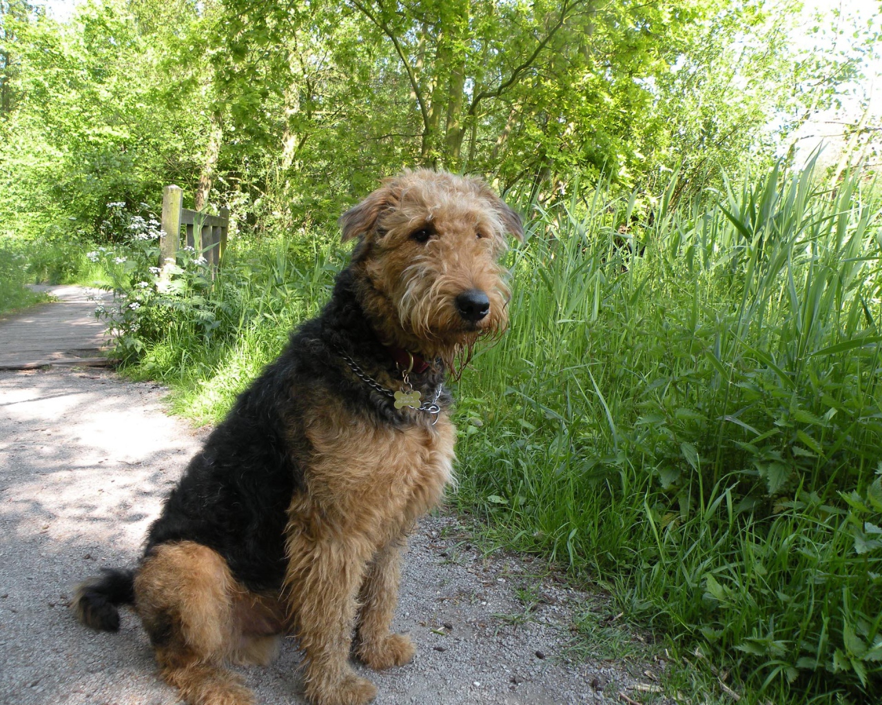 Собака эрдельтерьер сидит