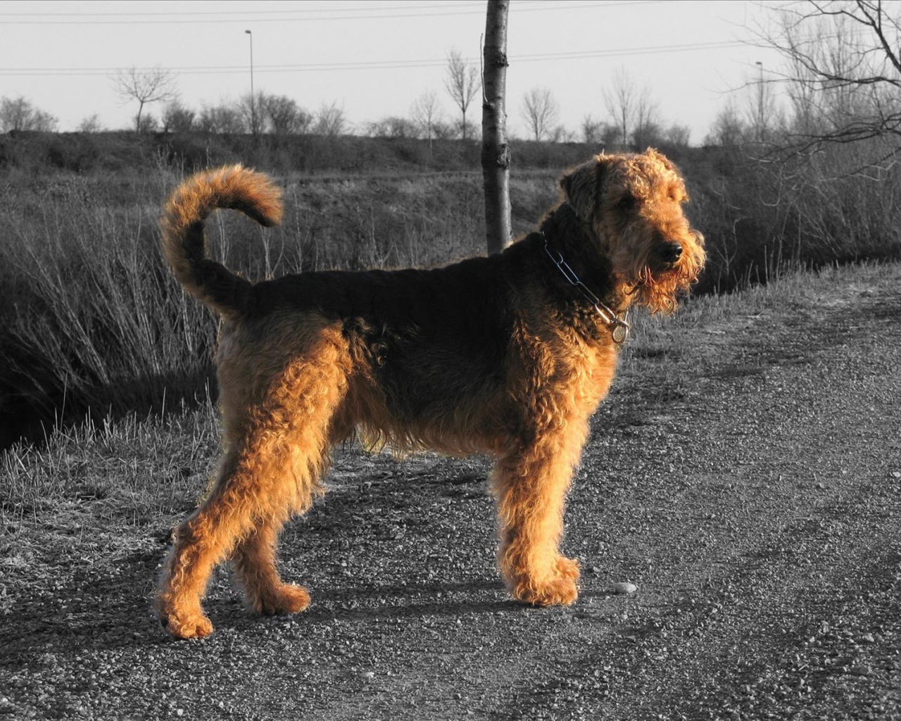 Пес эрдельтерьер за городом