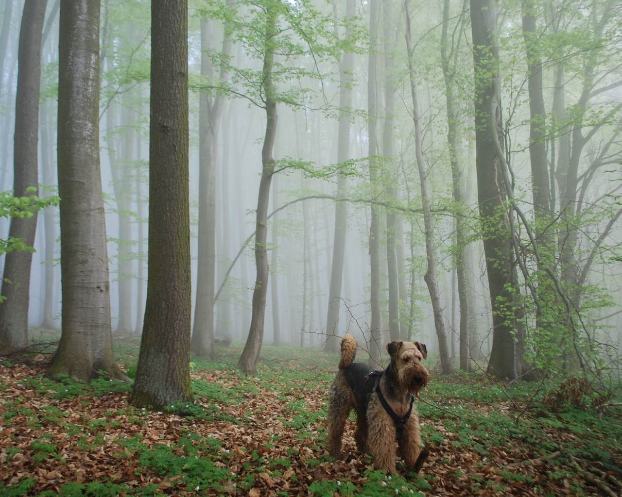 Эрдельтерьер гуляет в лесу