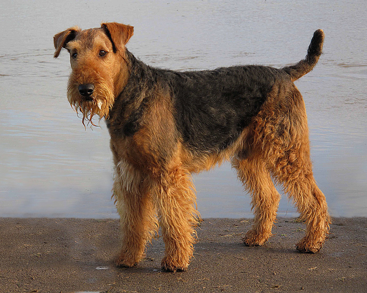 Мокрый эрдельтерьер у воды