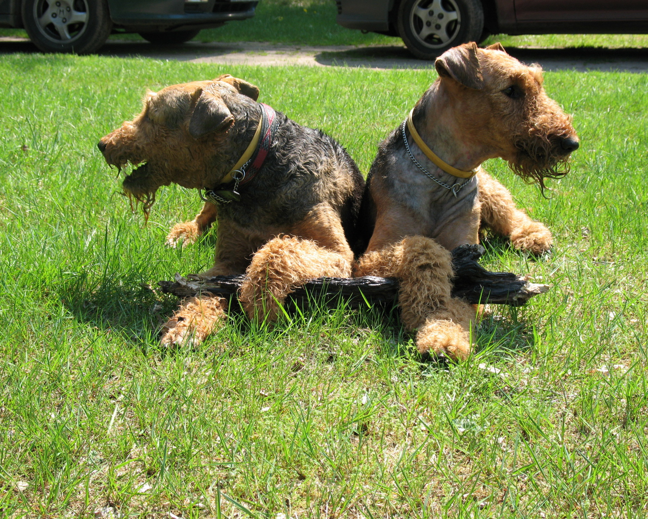 Эрдельтерьеры делят палку