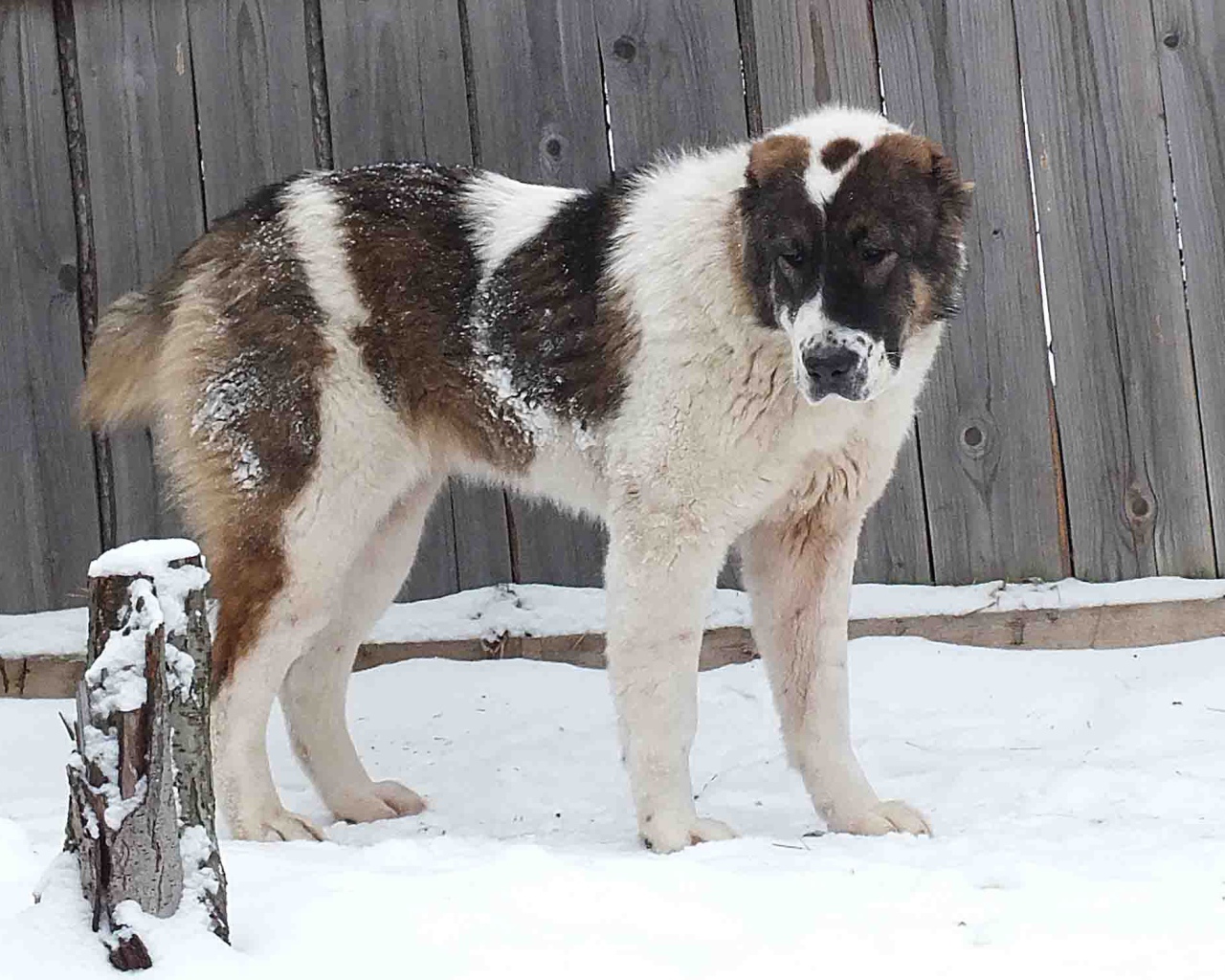 Алабай у забора