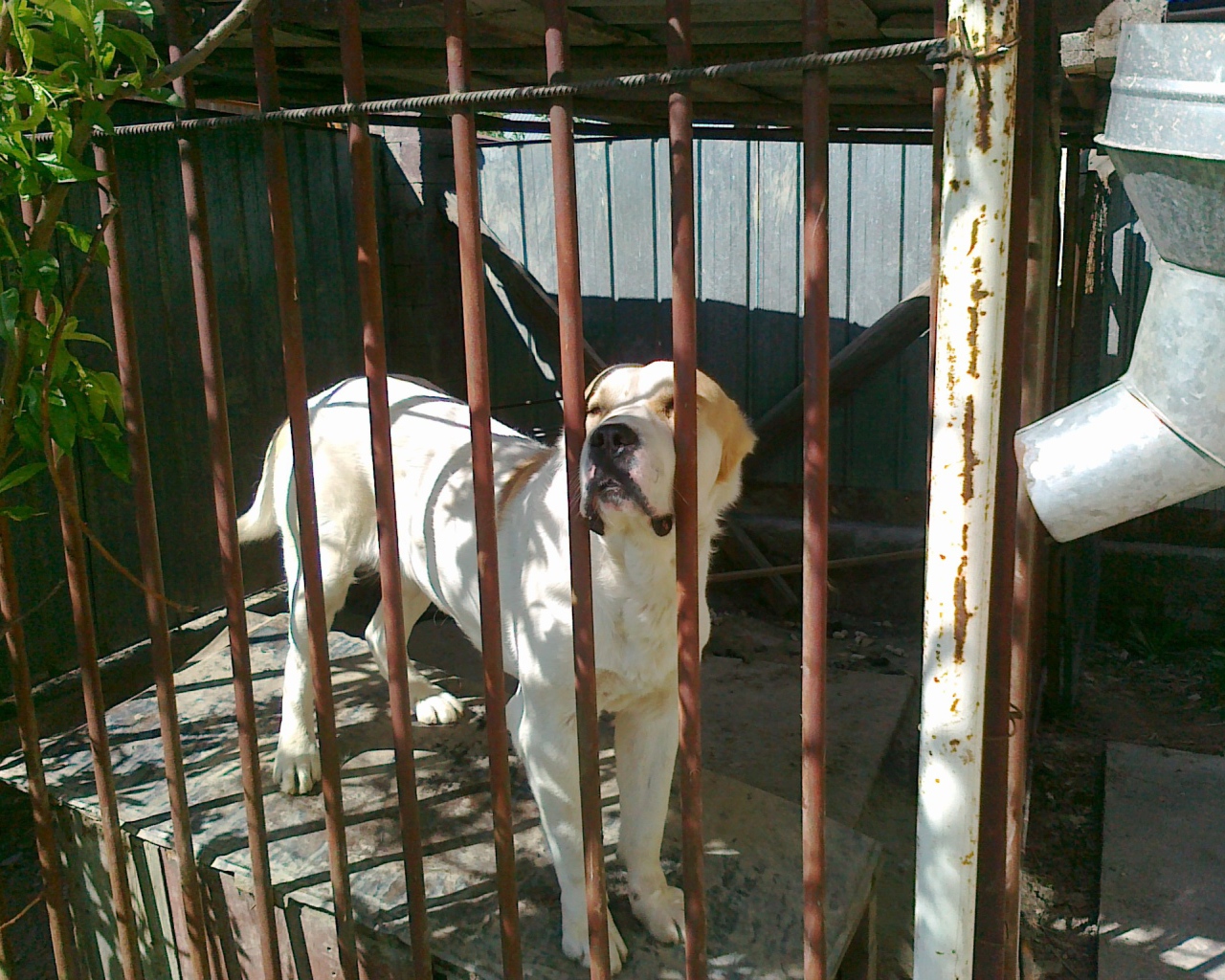 Алабай в клетке