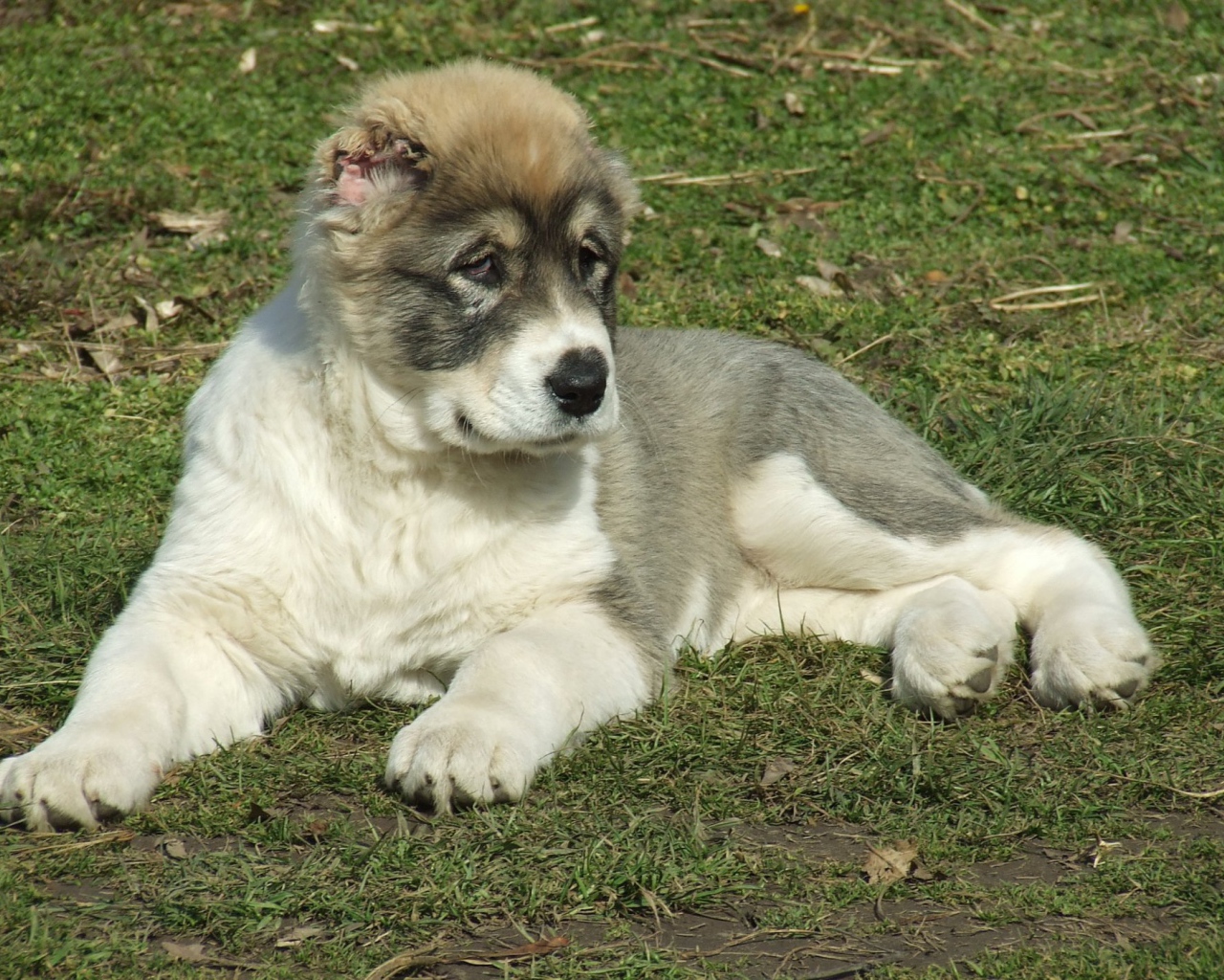 Щенок алабая на траве