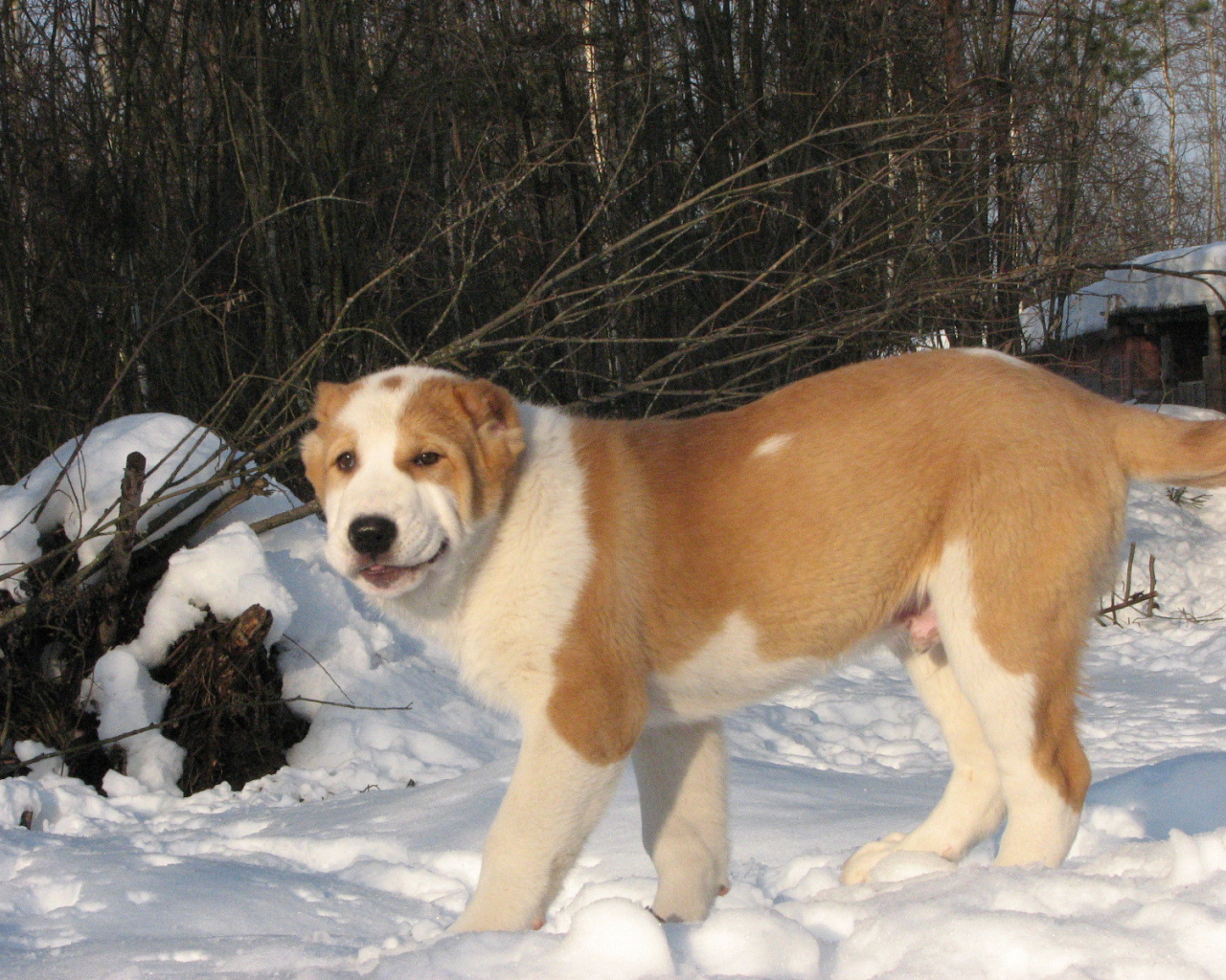 Алабай гуляет зимой